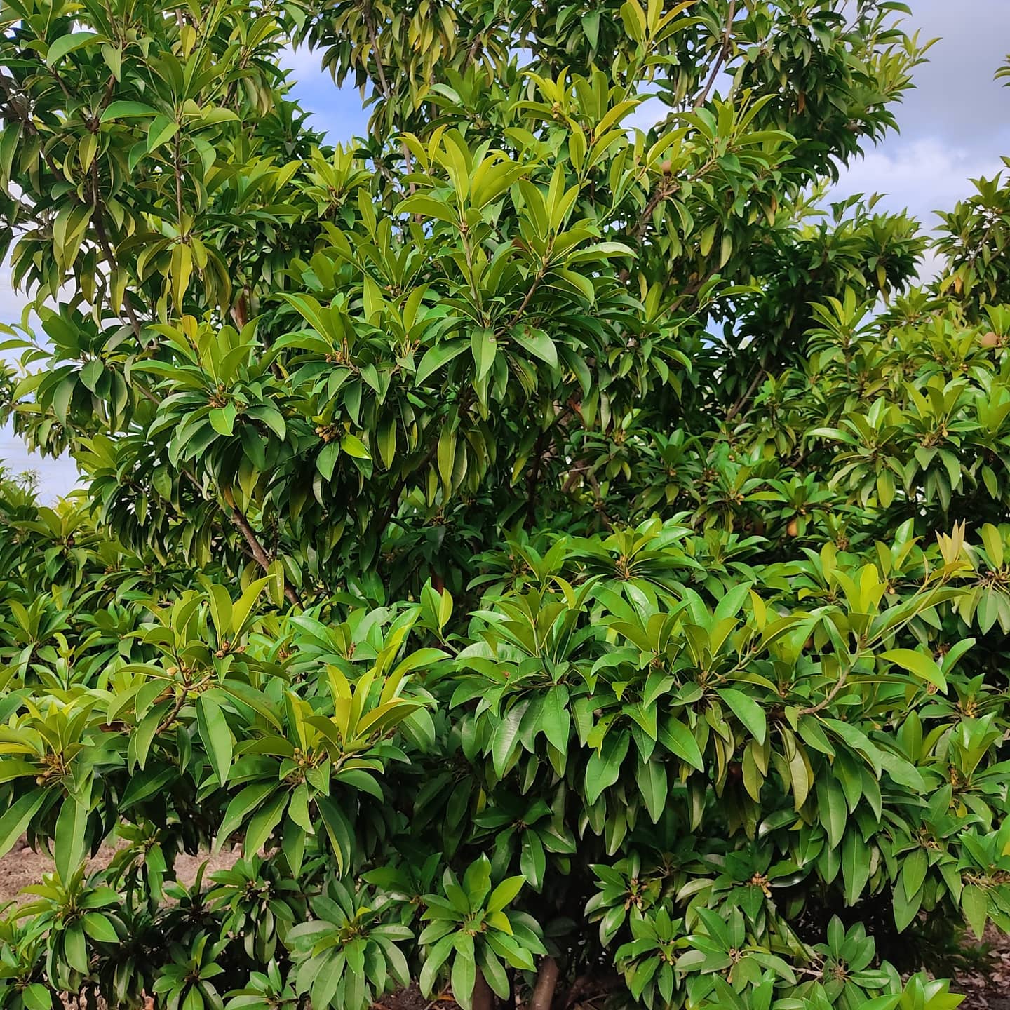Sapodilla Tree