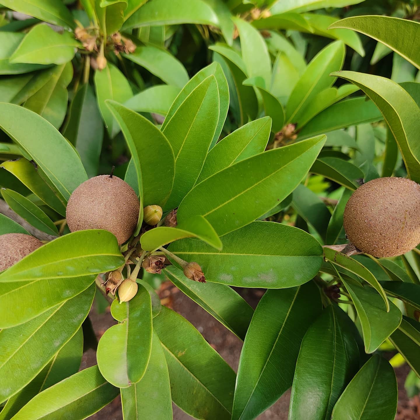 Sapodilla Tree