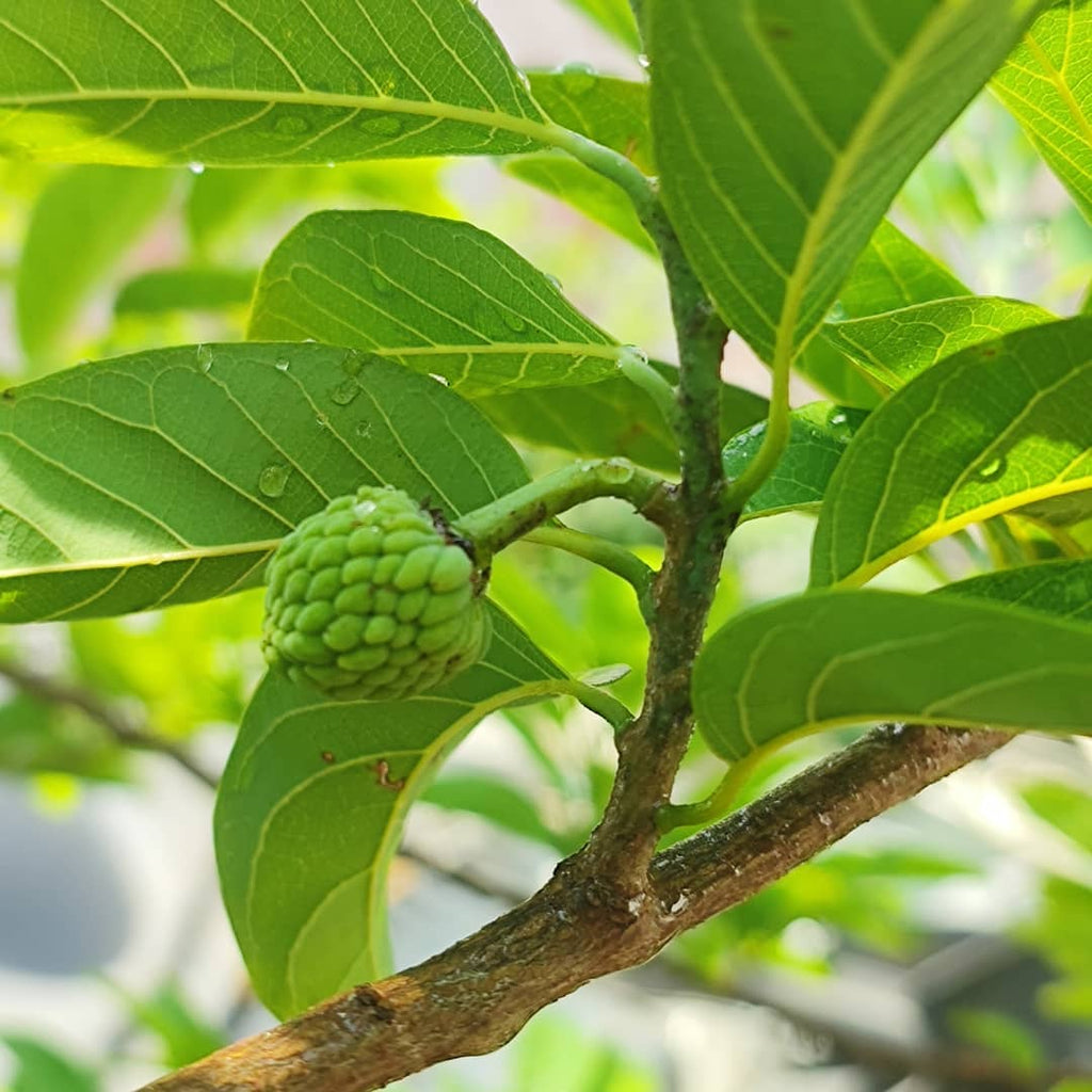 Custard Apple Tree