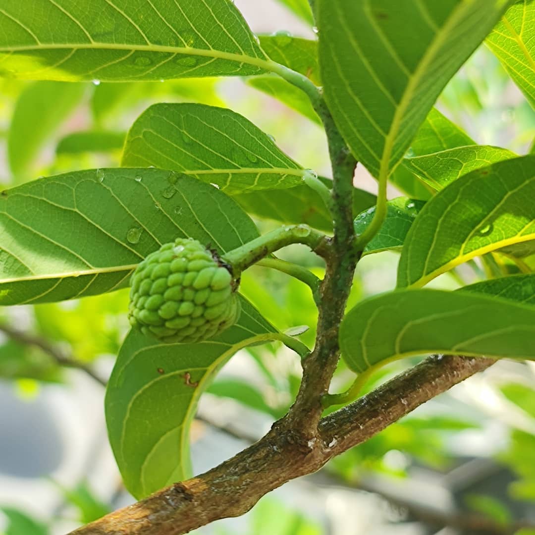 Custard Apple Tree