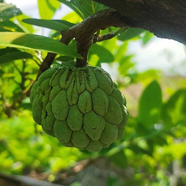 Custard Apple Tree
