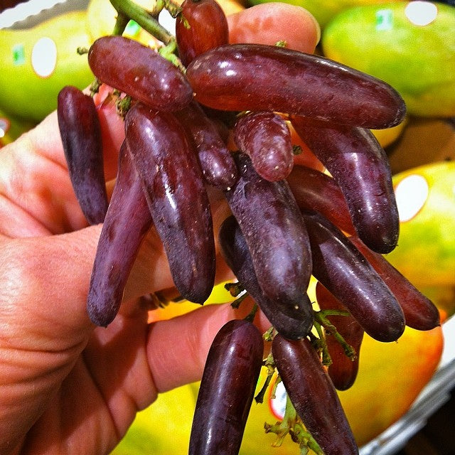 Witch Finger Grape Vine (Elongated Black Grape – Vitis vinifera)