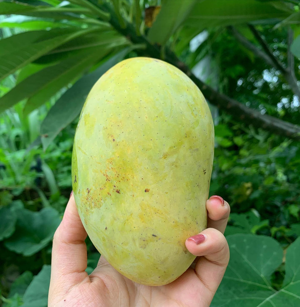 Mango Tree (Chaunsa Variety – White & Black Types)
