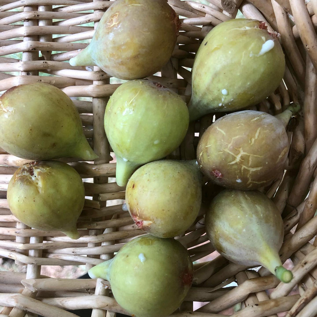 White Fig Tree