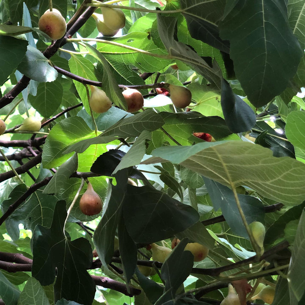 White Fig Tree