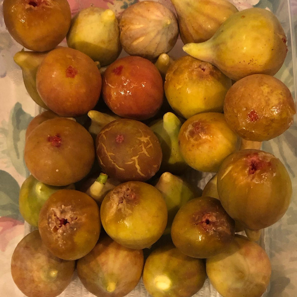 White Fig Tree