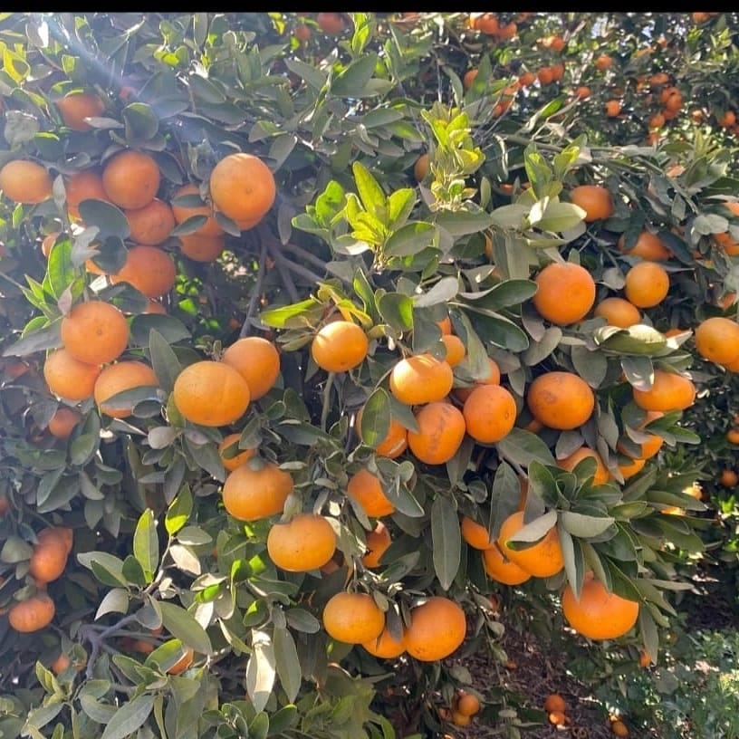 Kinnow Mandarin Tree