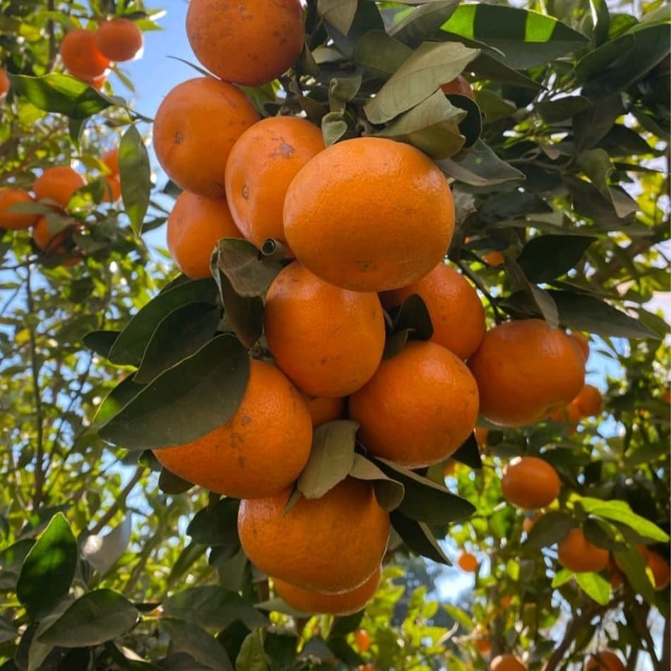Kinnow Mandarin Tree