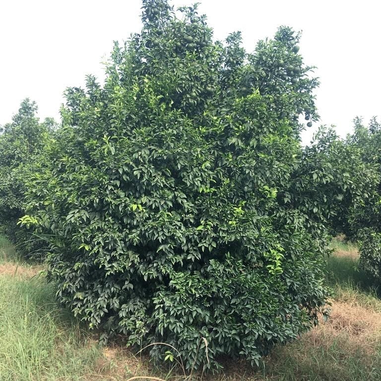 Kinnow Mandarin Tree