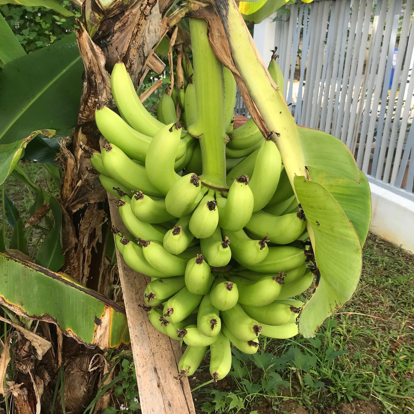 Banana Tree (Dwarf Variety)