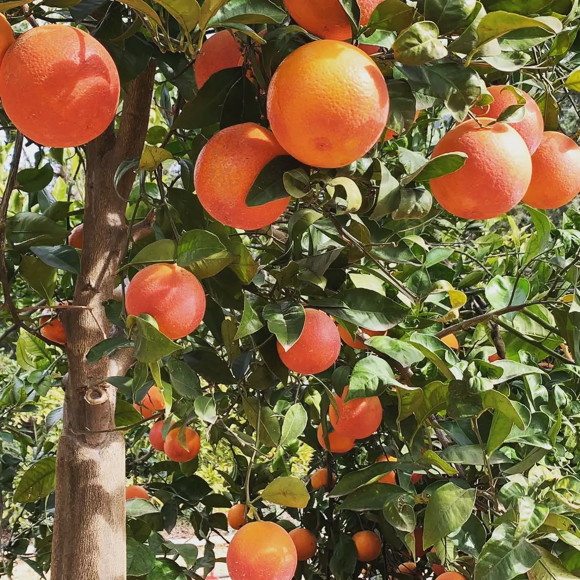 Blood Orange Plant (Moro/Sanguinelli)