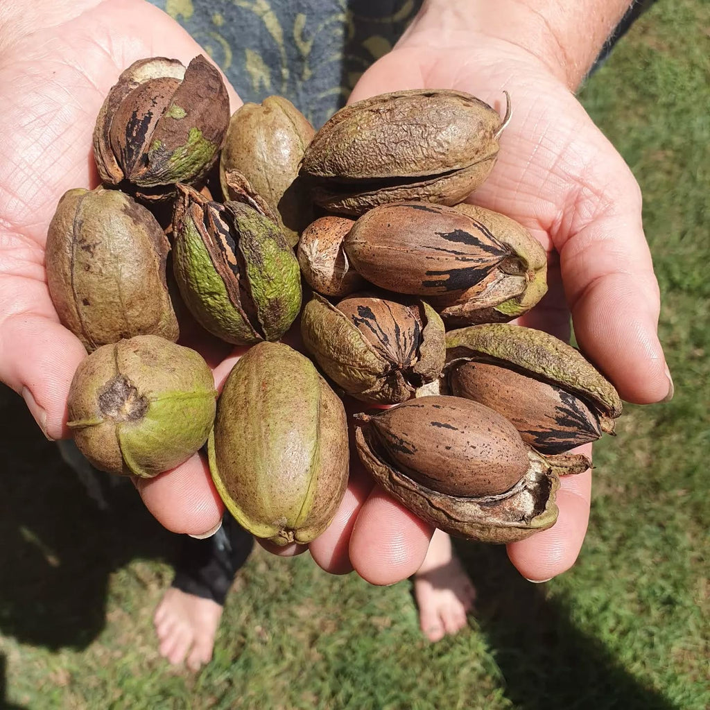 Pecan Nut Tree