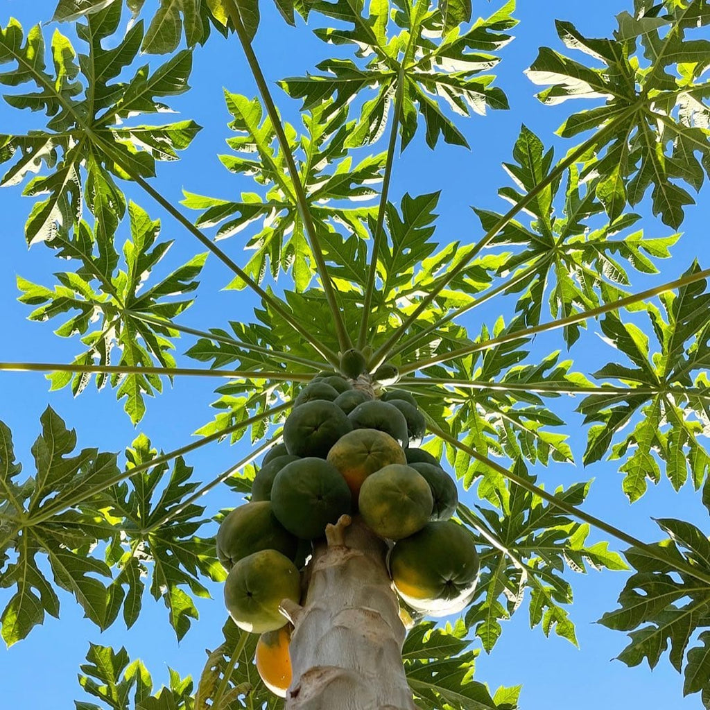 Papaya Tree