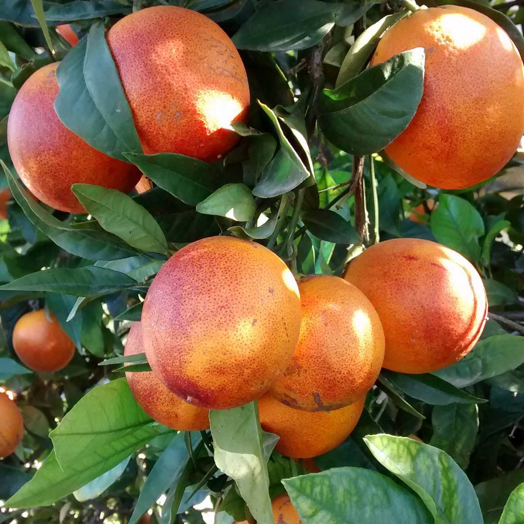 Blood Orange Plant (Moro/Sanguinelli)