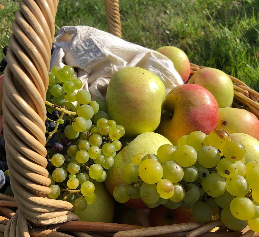 Sultana Grape Vine (Vitis vinifera – Seedless Green Grape for Fresh Eating & Drying)