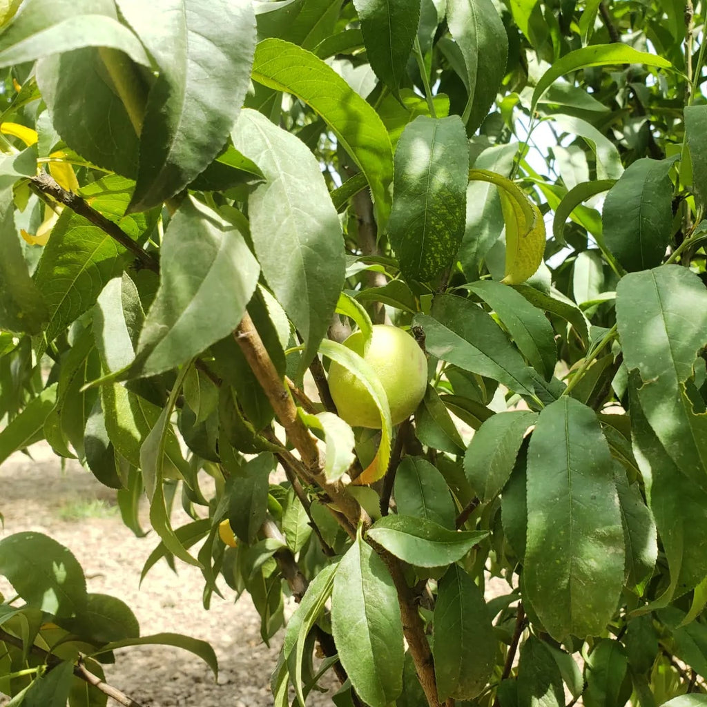 Peach Tree (Florida King Variety)