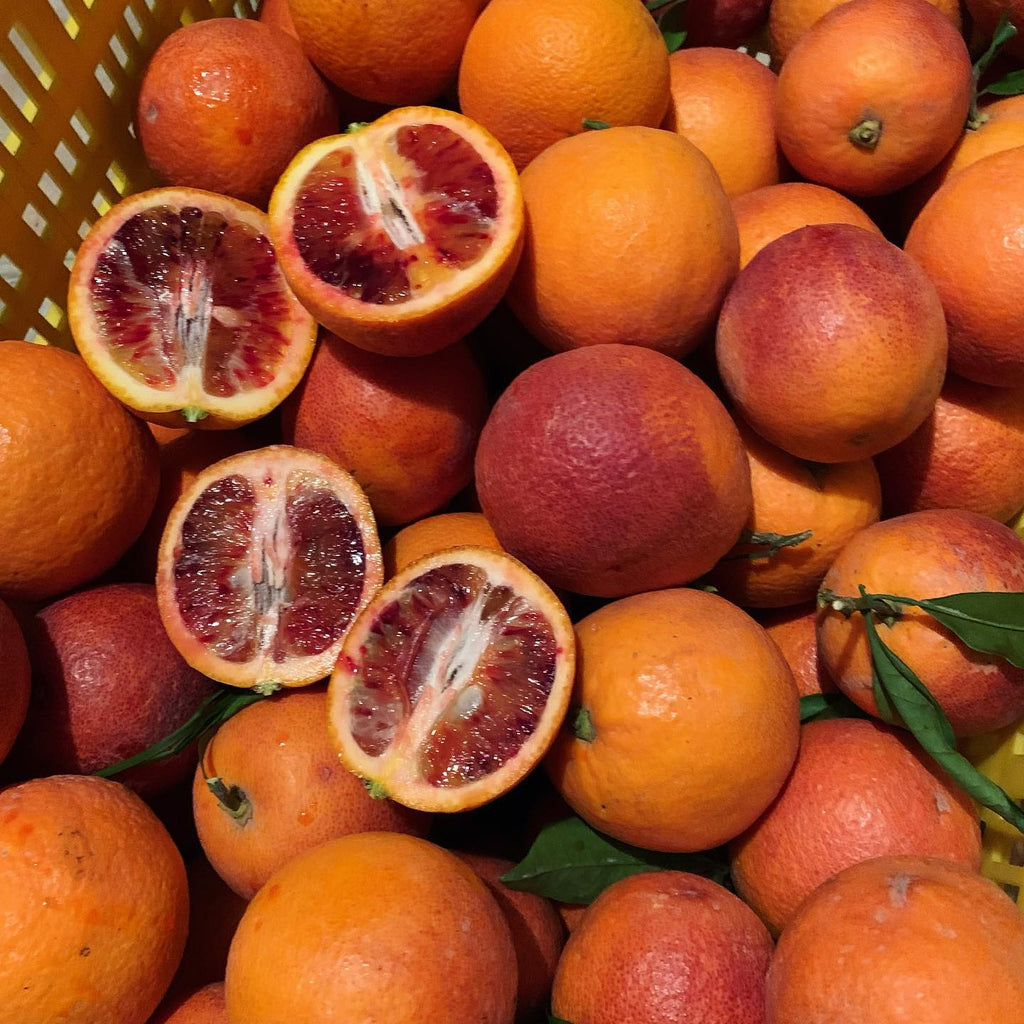 Blood Orange Plant (Moro/Sanguinelli)