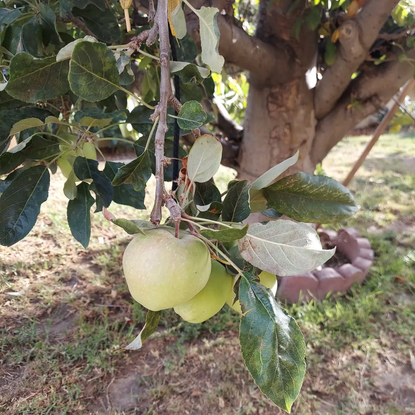 Apple Tree