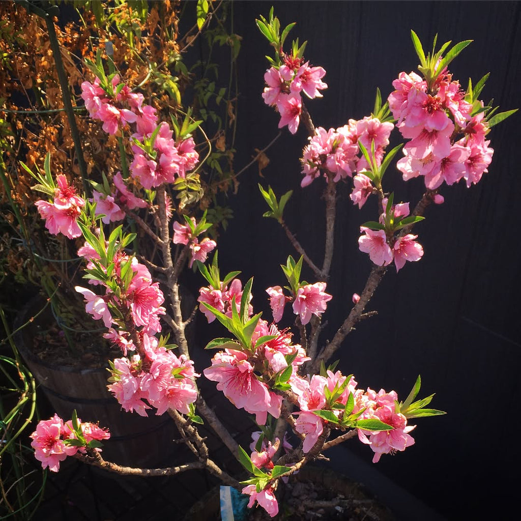 Peach Tree (Dwarf Bonanza Variety)