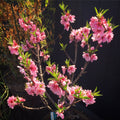 Peach Tree (Dwarf Bonanza Variety)