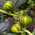 Fig Tree (Panache Tiger Stripe Variety)