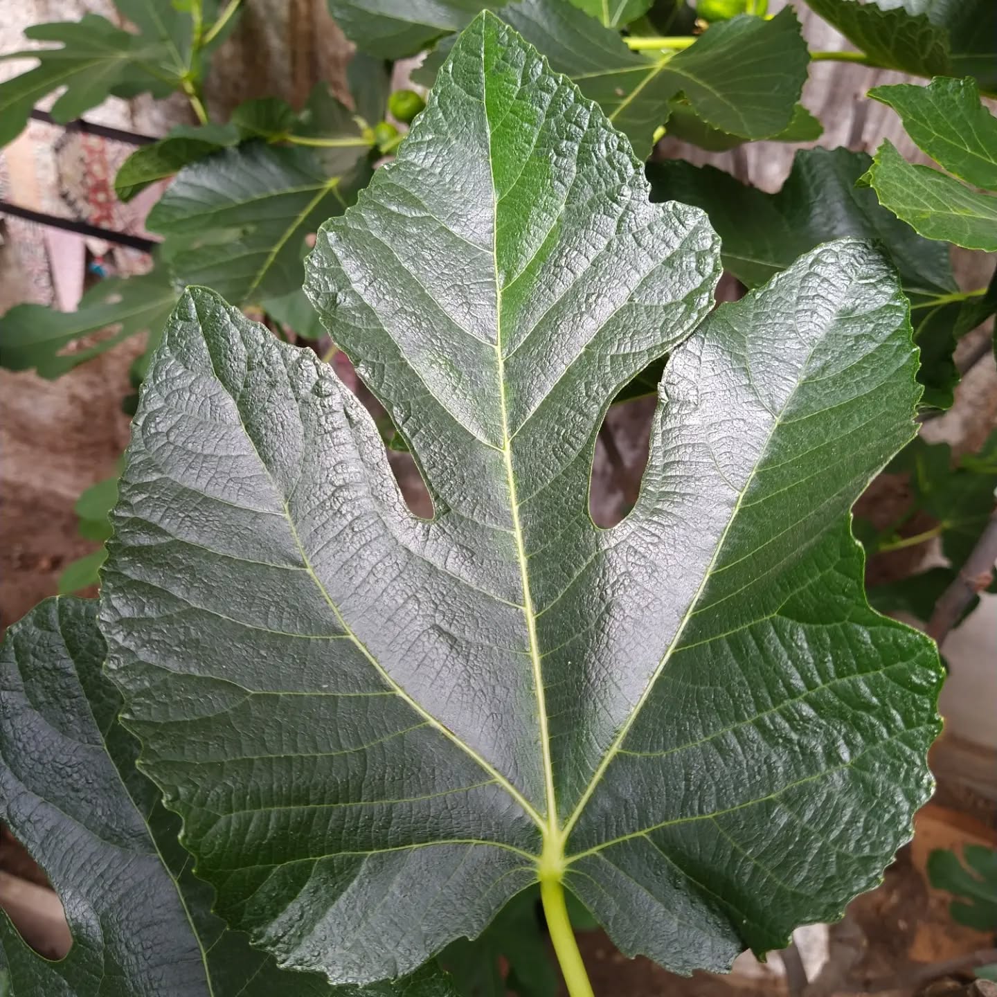 Fig Tree (Panache Tiger Stripe Variety)