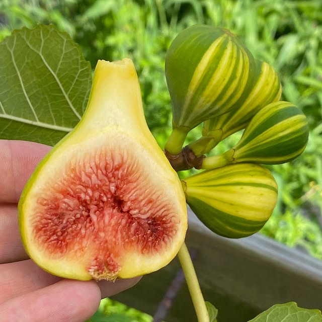 Fig Tree (Panache Tiger Stripe Variety)