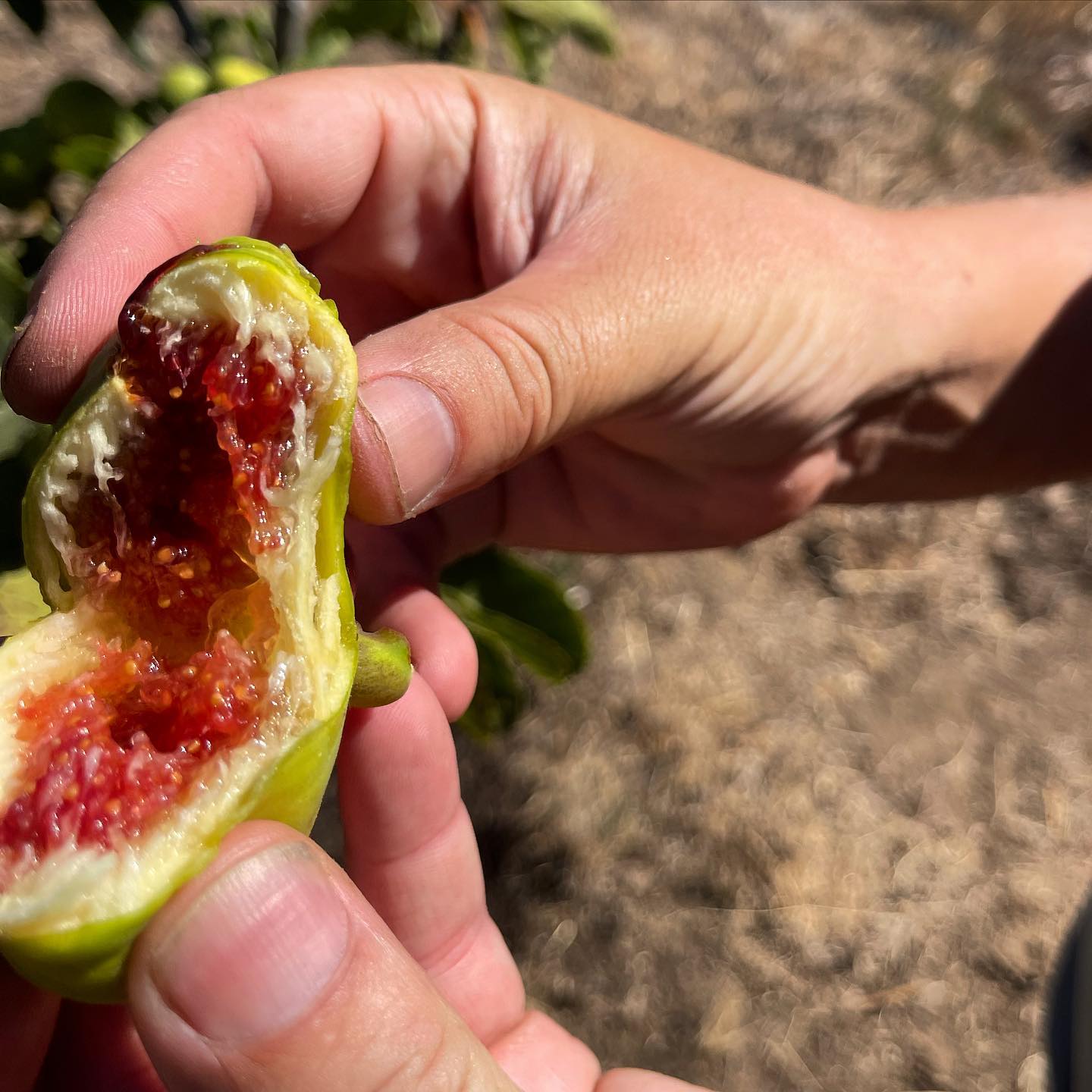 Fig Tree (Panache Tiger Stripe Variety)