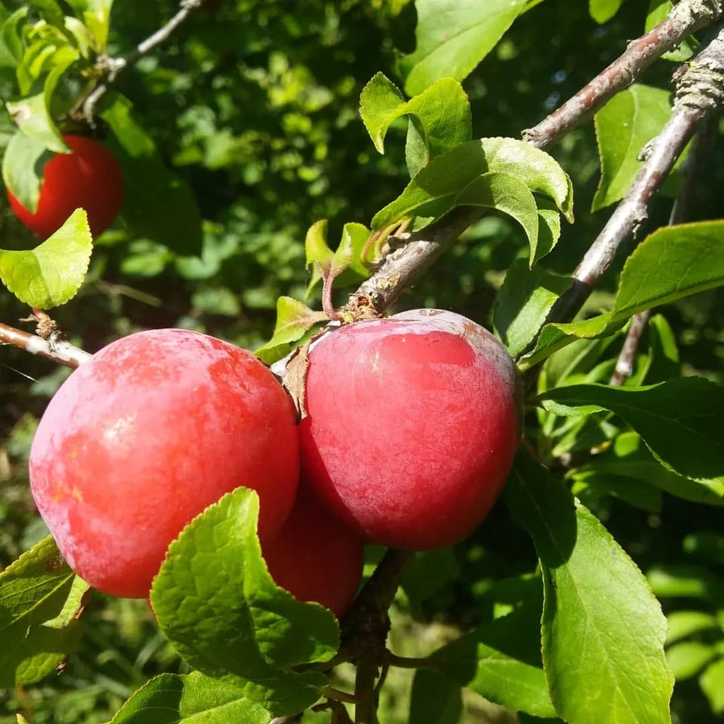 Common Plum Tree