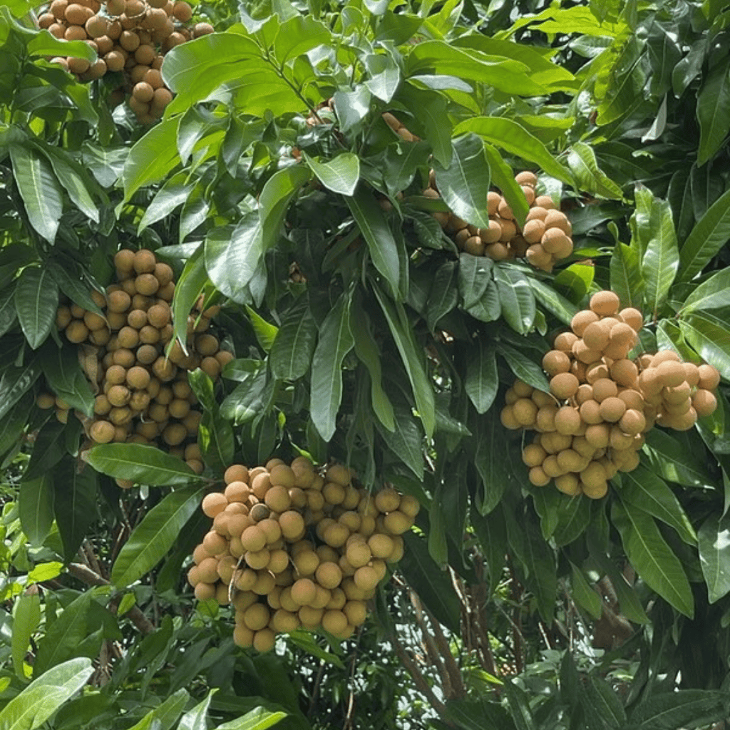 Lychee Tree