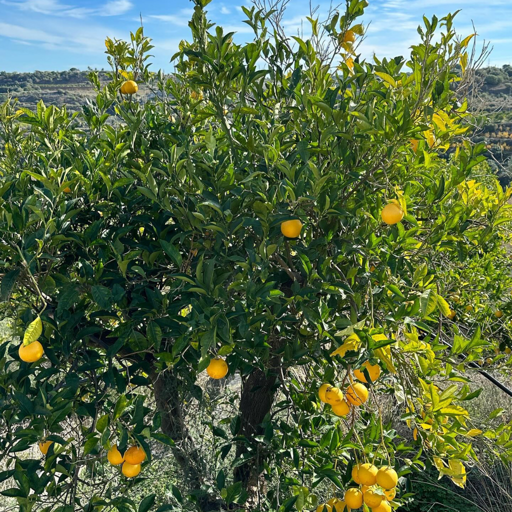 Tarocco Orange Tree