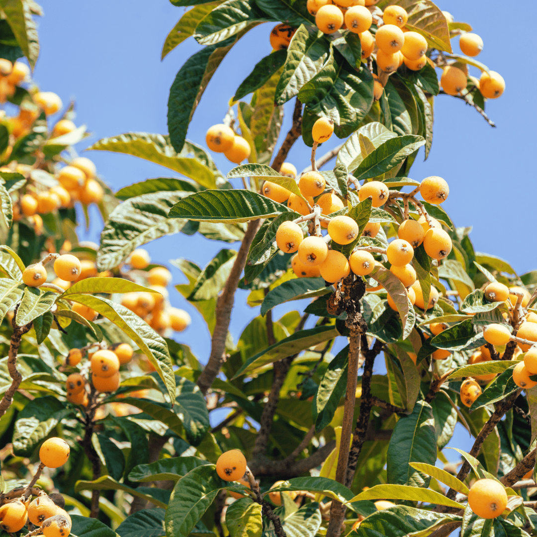Loquat Tree