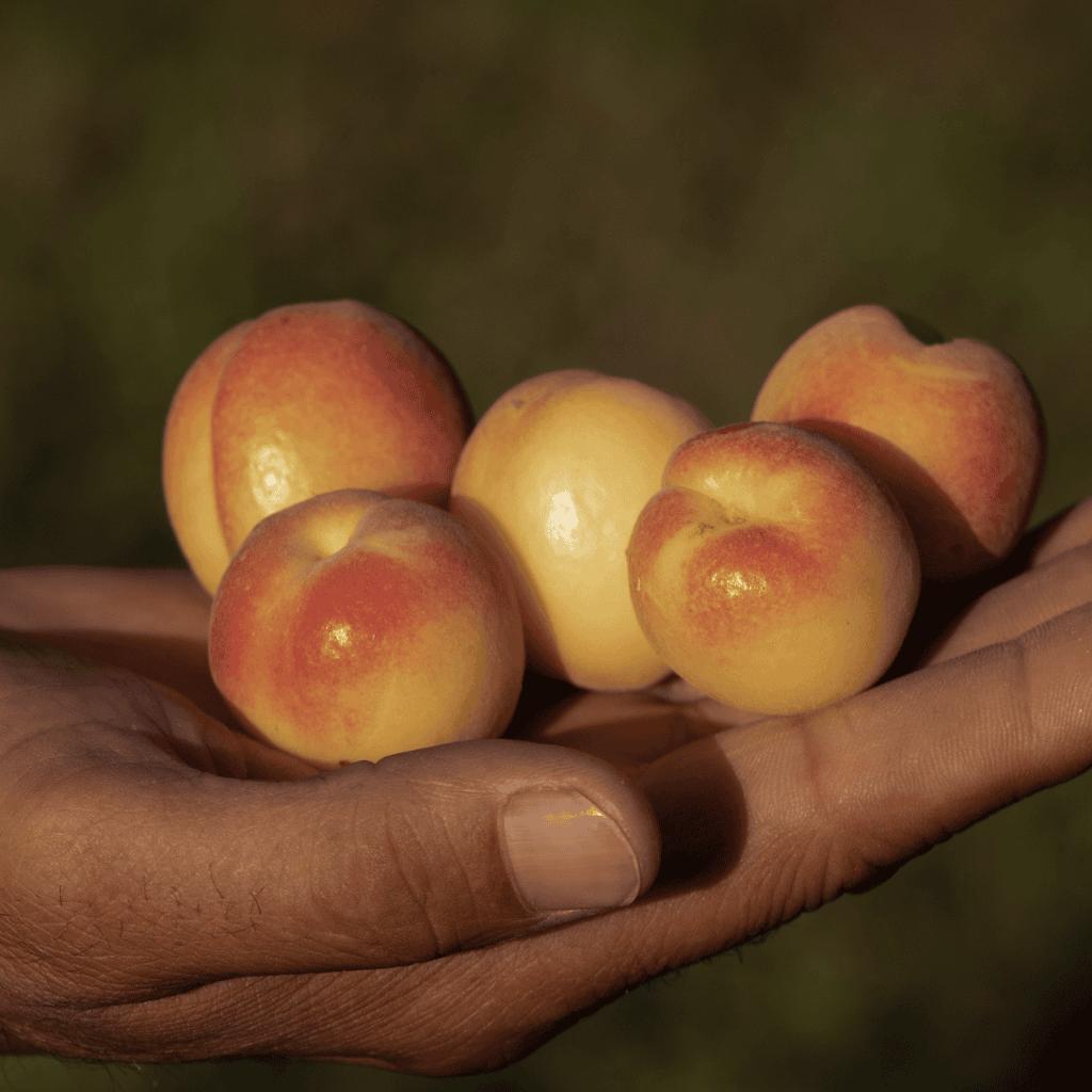Apricot Tree