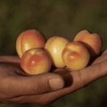 Apricot Tree