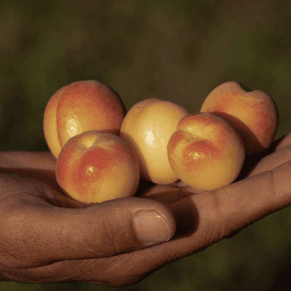Apricot Tree