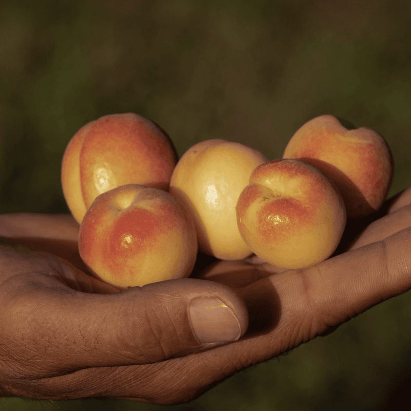 Apricot Tree