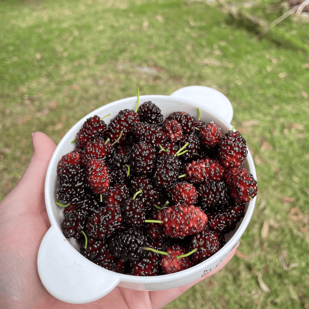 Mulberry Tree (Black Shehtoot)