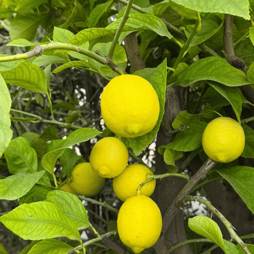 Desi Lemon Tree