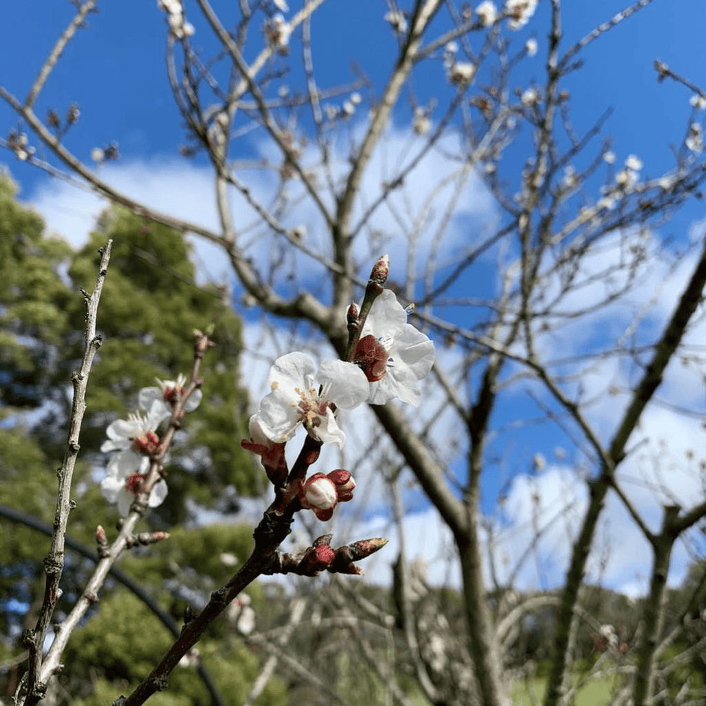 Cherry Plum Tree