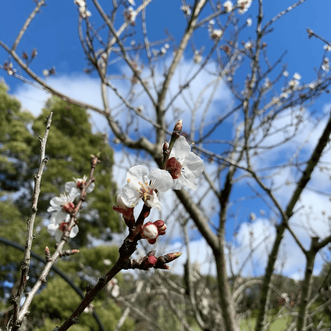 Cherry Plum Tree