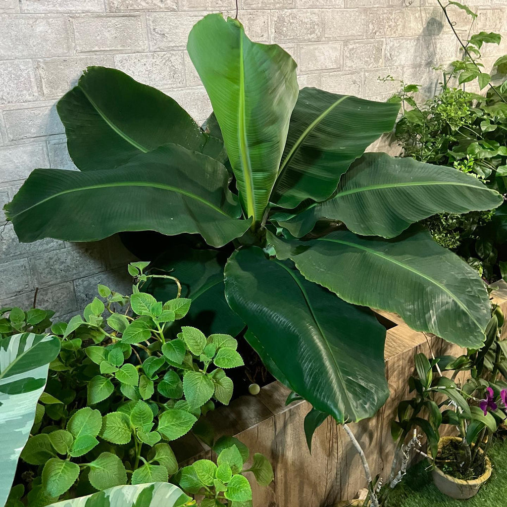 Banana Tree (Dwarf Variety)