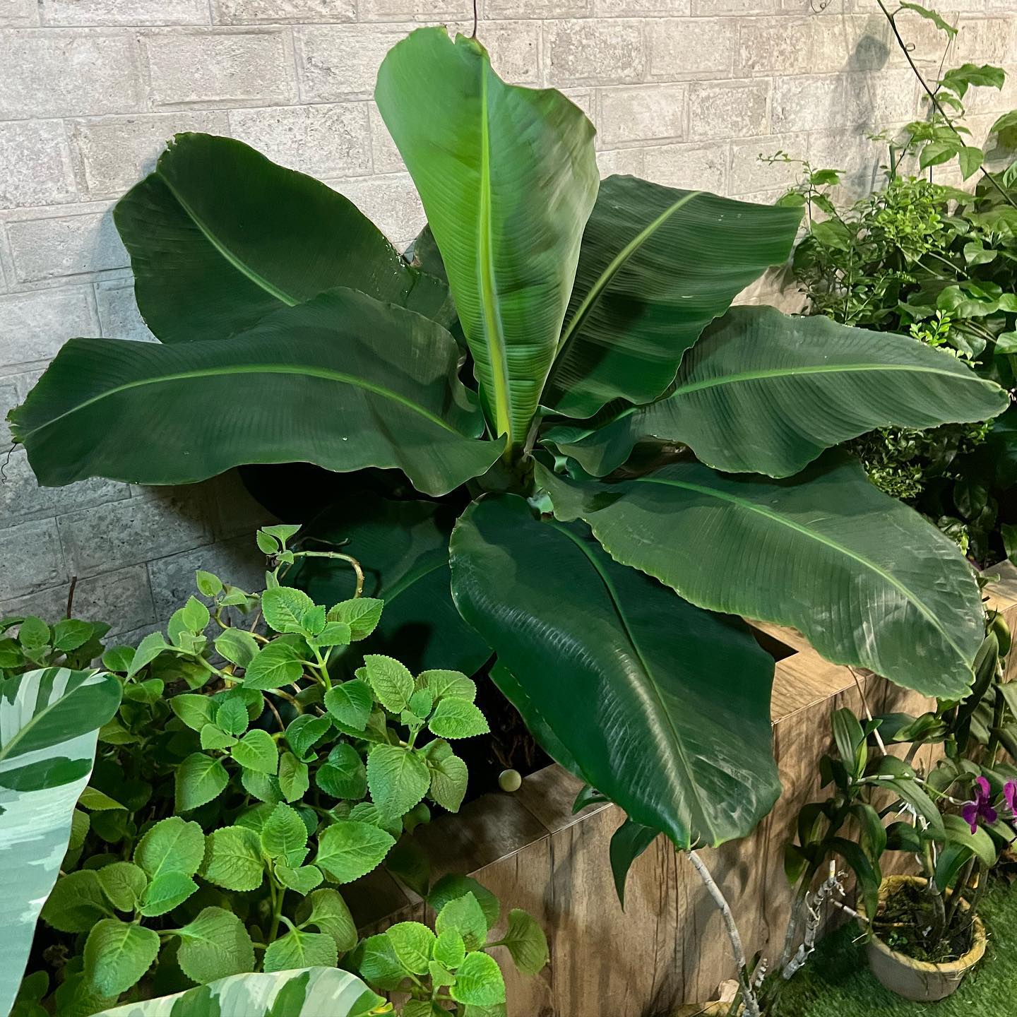 Banana Tree (Dwarf Variety)