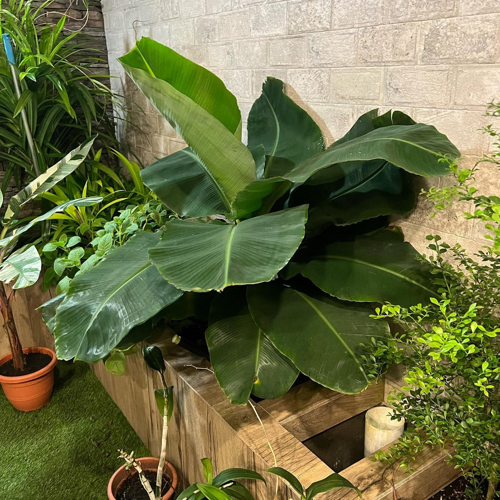 Banana Tree (Dwarf Variety)