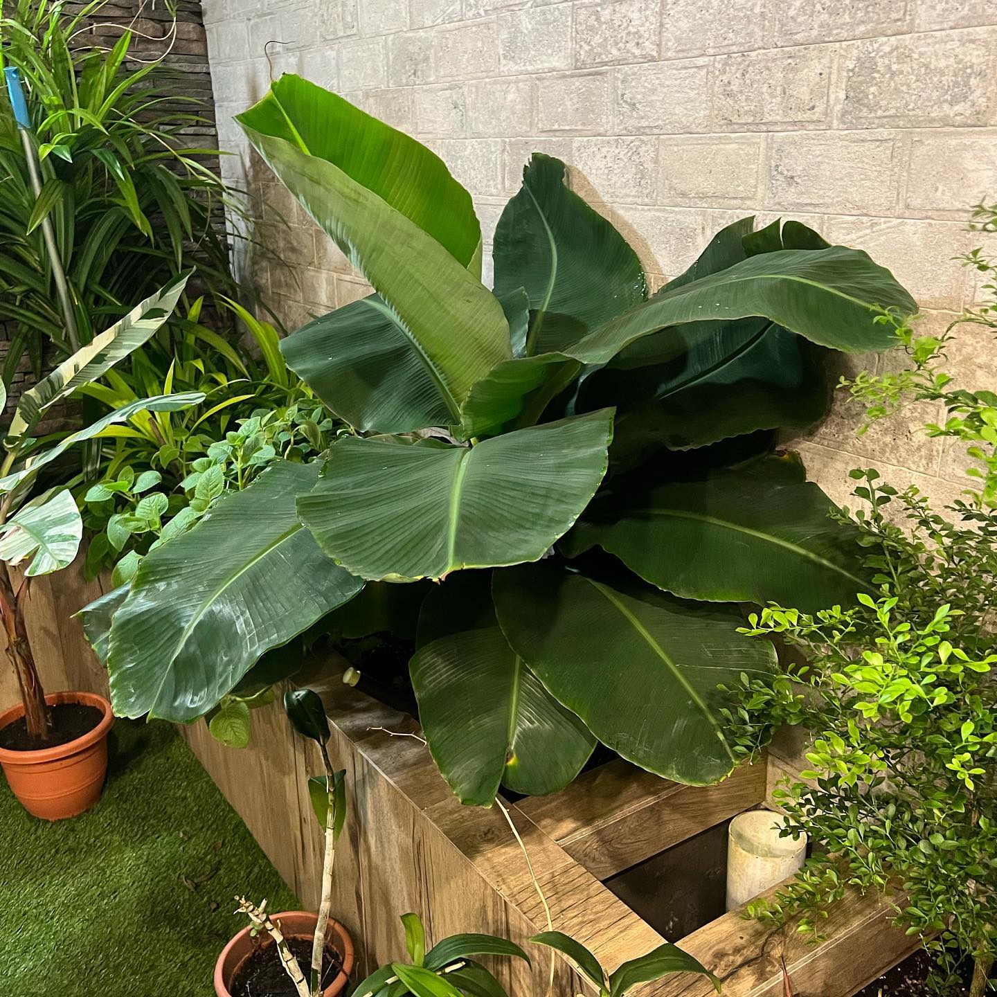 Banana Tree (Dwarf Variety)