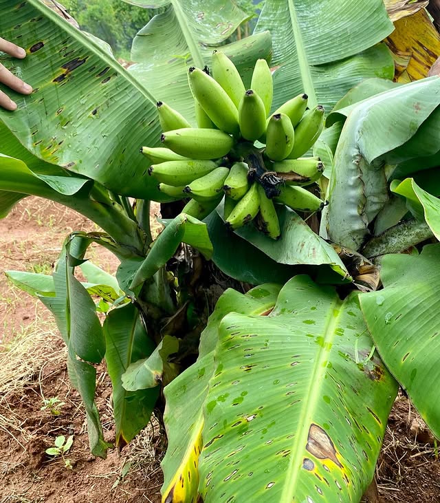 Banana Tree (Dwarf Variety)