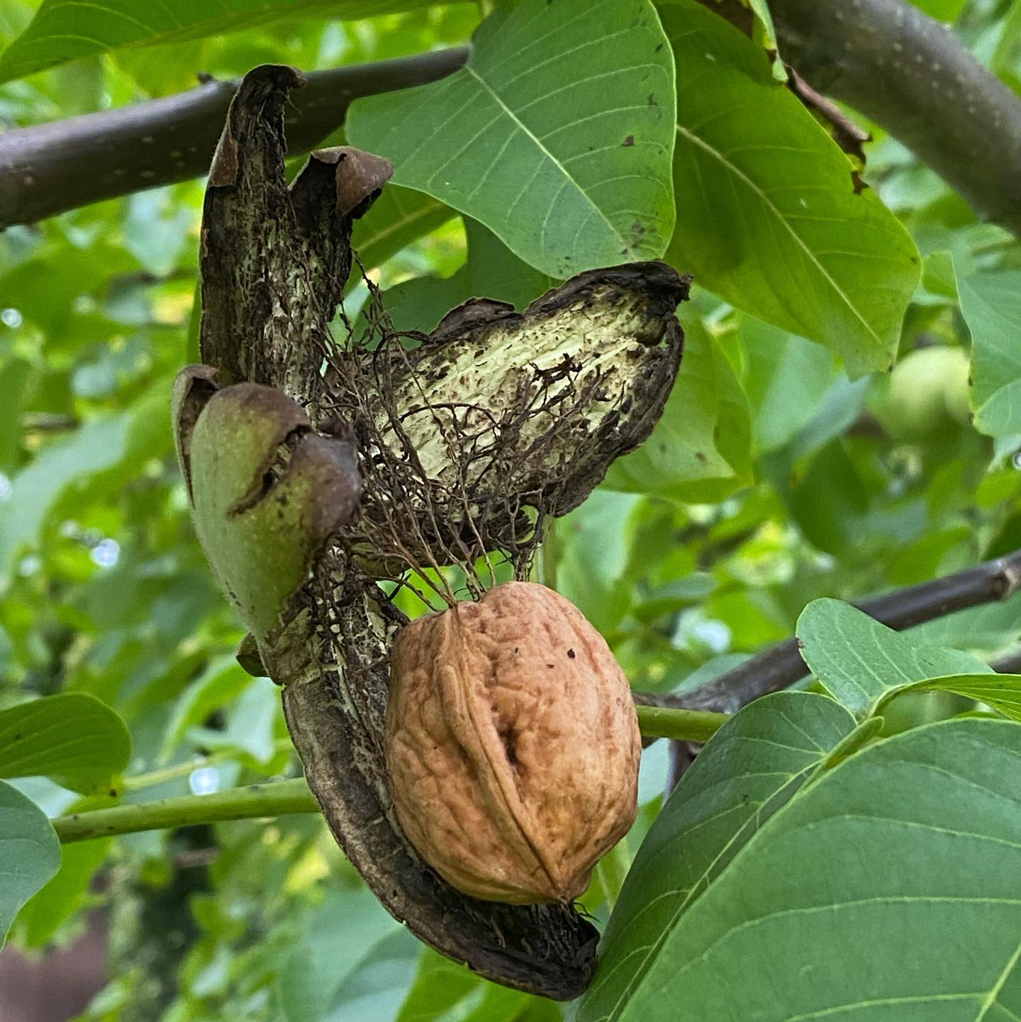 Walnut Tree