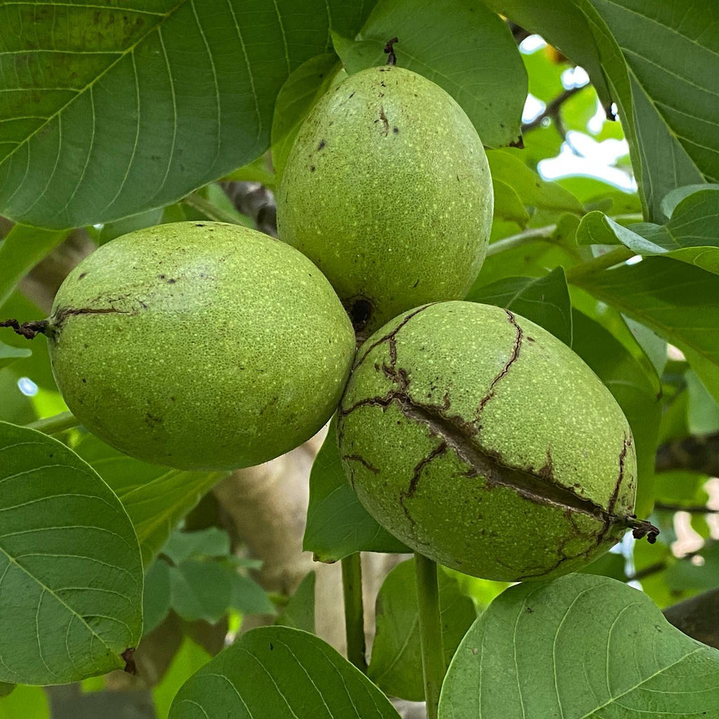 Walnut Tree