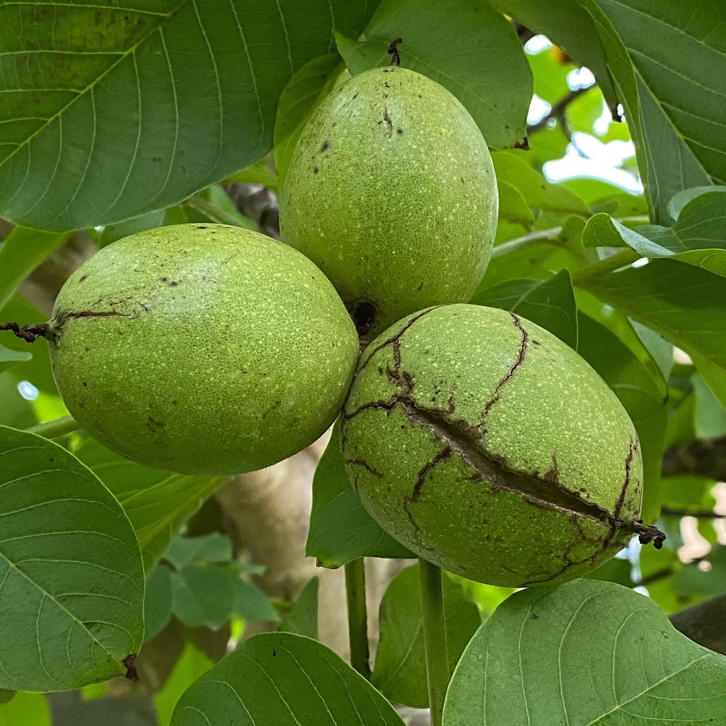 Walnut Tree