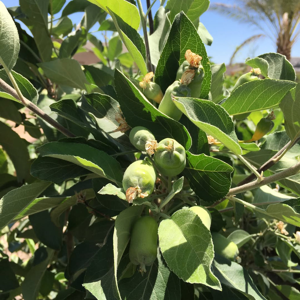Apple Tree