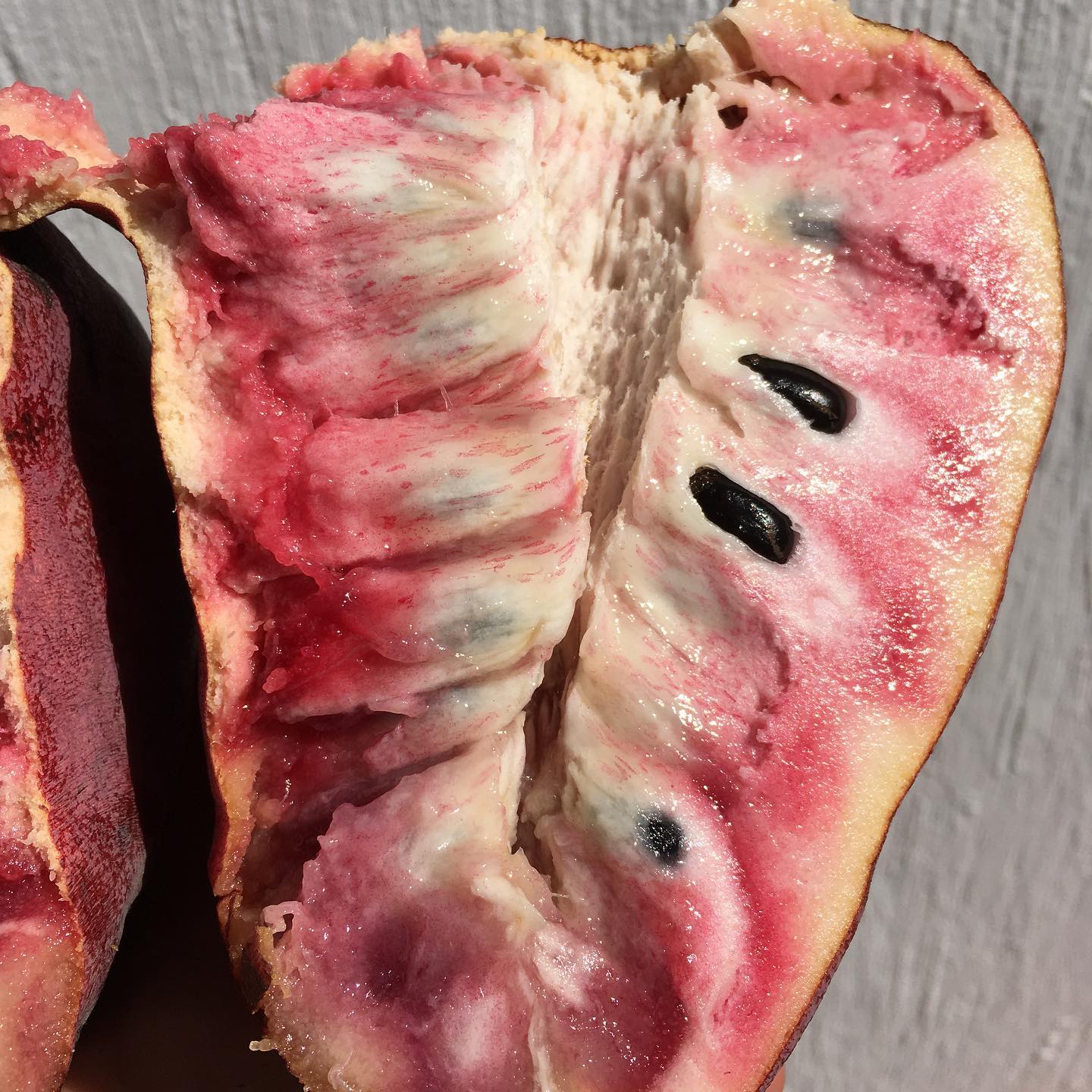 Custard Apple Tree